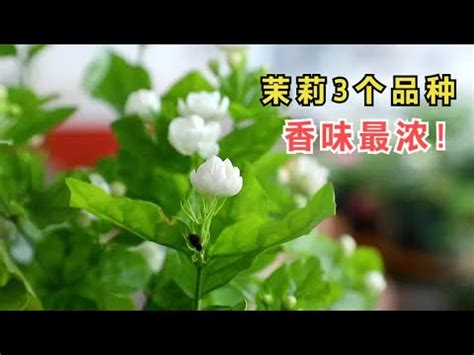 陽台種茉莉花